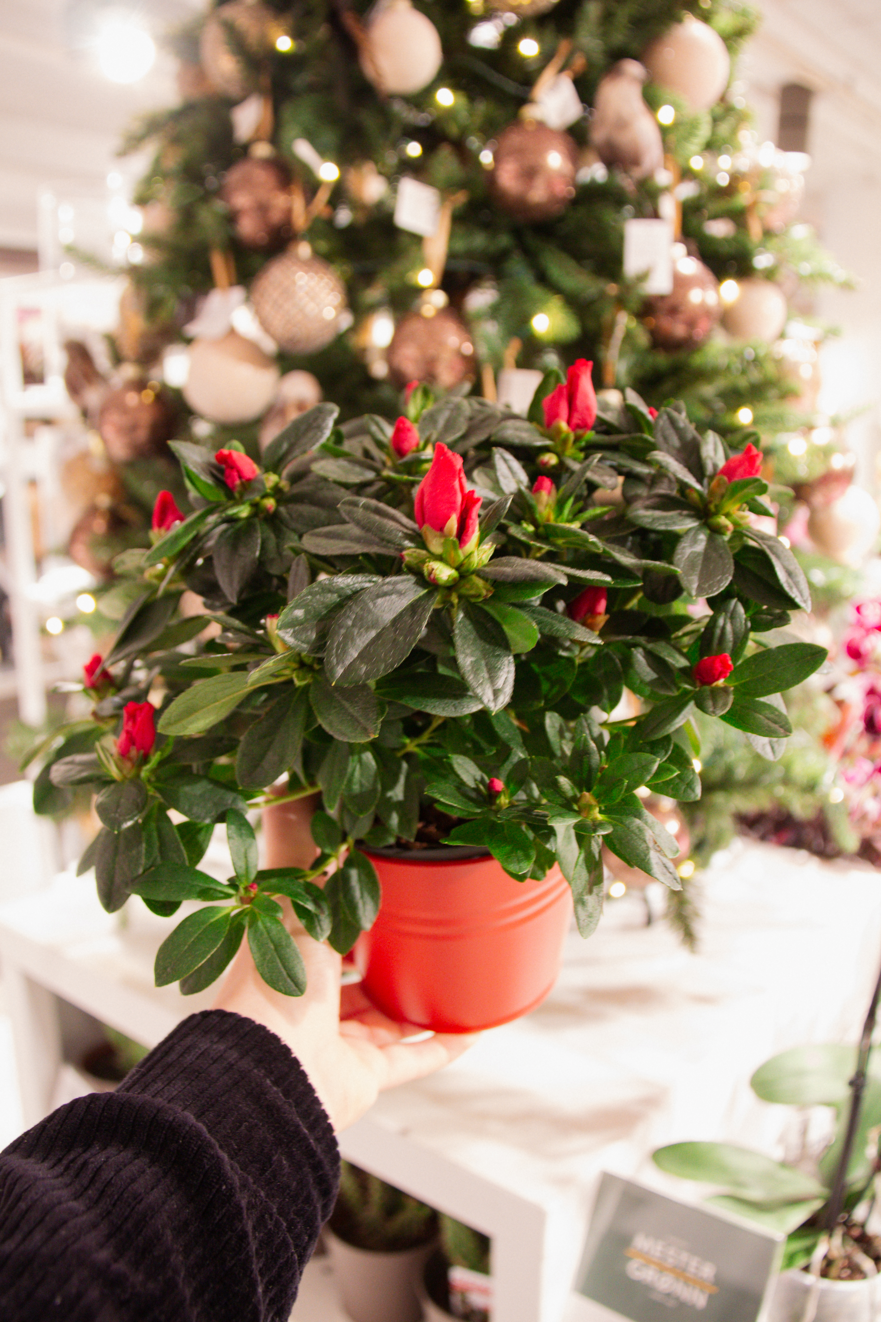 Bilde av en juleplante fra Mester Grønn med et vakkert pyntet juletre i bakgrunnen.